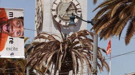 Slow News Day: Fusarium on Phoenix canariensis on San Francisco's Embarcadero