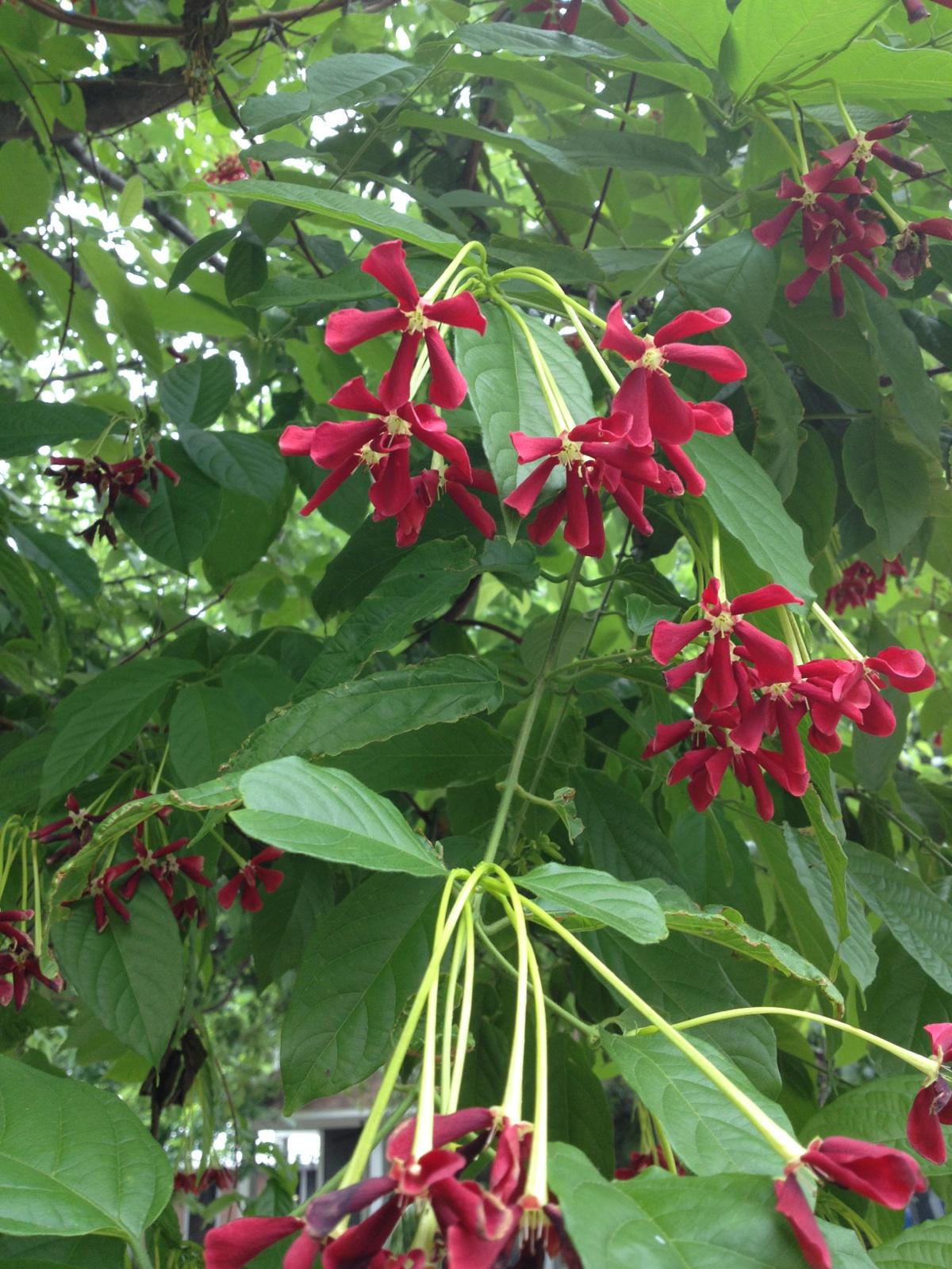 Mystery Flower in Austin