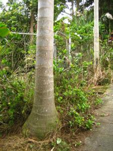 post-1532-014016700 1330839394_thumb.jpg