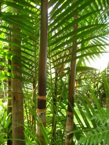 post-1532-015918600 1330842544_thumb.jpg