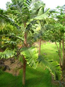 post-1532-029050600 1330832860_thumb.jpg