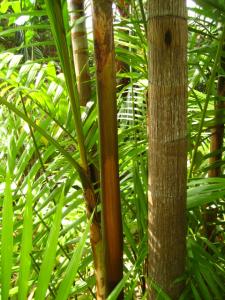 post-1532-073824900 1330842548_thumb.jpg