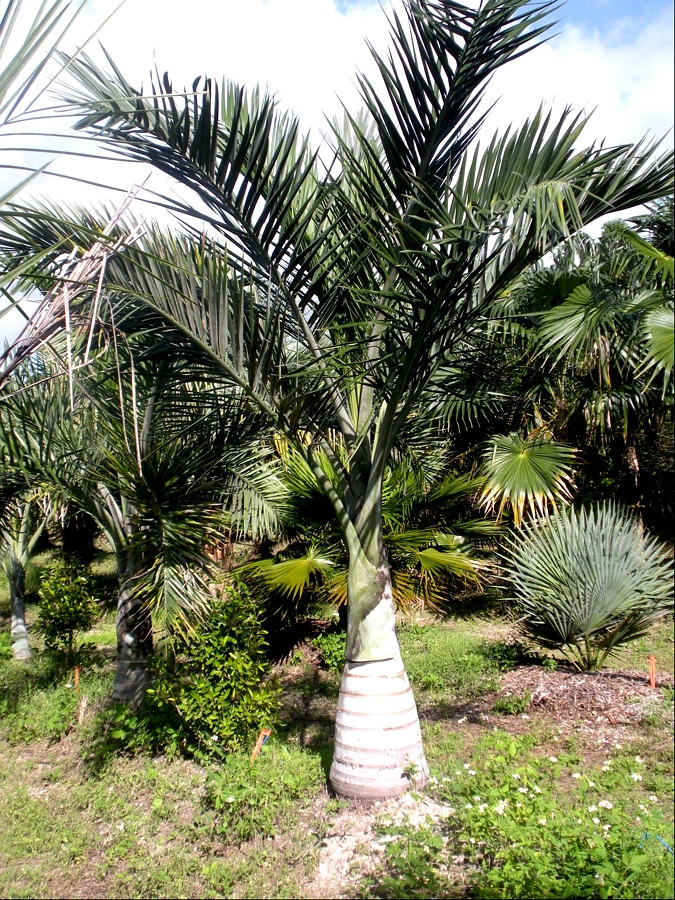 Growth rate of Pseudophoenix sargentii