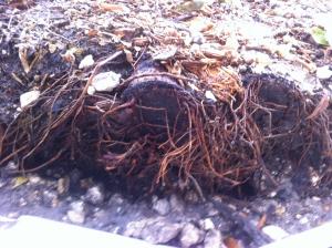 post-1566-0-21259900-1352298717_thumb.jp