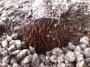 post-1566-0-92136800-1352298693_thumb.jp