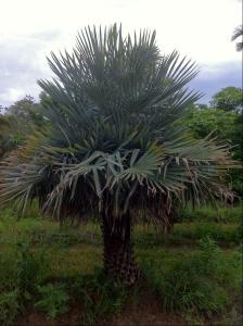 post-1566-014982600 1316101673_thumb.jpg