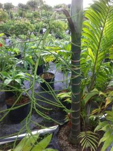 post-1566-044883200 1321962539_thumb.jpg