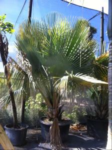 post-1566-060655800 1316102779_thumb.jpg