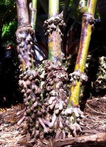 post-1566-071125900 1317230827_thumb.jpg