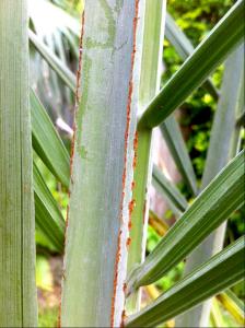 post-1566-081250500 1316702601_thumb.jpg