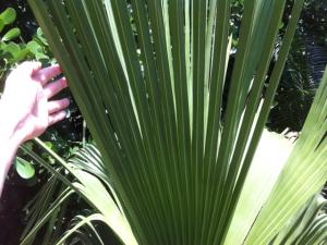 post-1566-090200500 1316019486_thumb.jpg