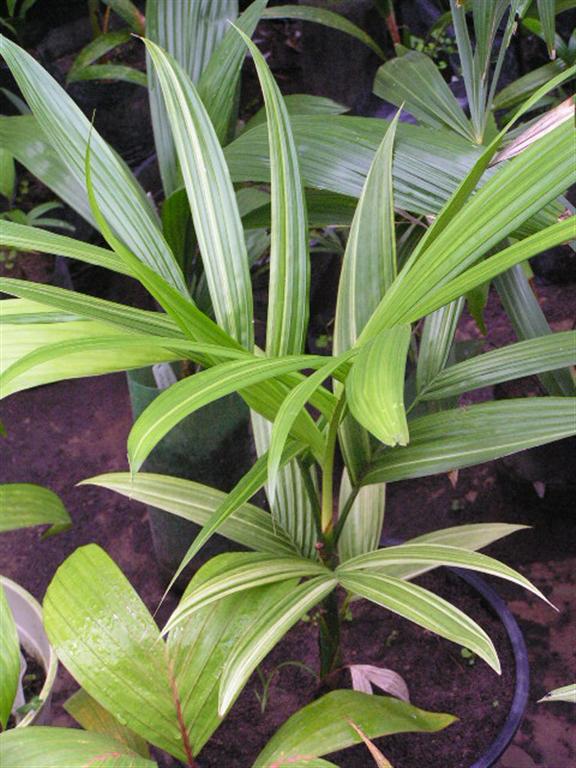 Misting palms DISCUSSING PALM TREES WORLDWIDE PalmTalk