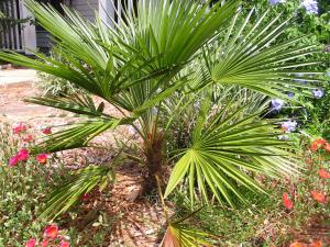 post-158-064235300 1327072798_thumb.jpg