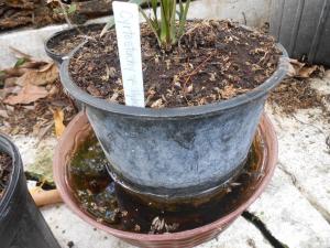 post-1729-0-02342900-1357040517_thumb.jp