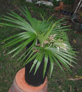 post-1729-0-03084700-1341284259_thumb.jp