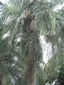 post-1729-0-03136300-1342368662_thumb.jp