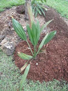 post-1729-0-06677000-1348358648_thumb.jp