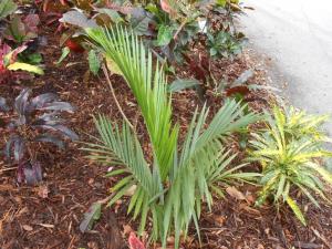 post-1729-0-12373900-1356791111_thumb.jp