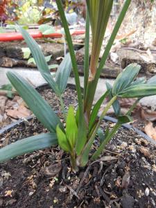 post-1729-0-17632300-1357040490_thumb.jp