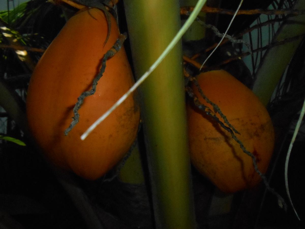 My Two Nuts are so Red, But Happy