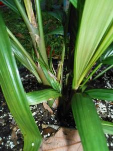 post-1729-0-23524600-1396190963_thumb.jp