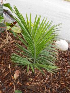 post-1729-0-38492000-1356791078_thumb.jp