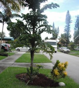 post-1729-0-47669700-1348358993_thumb.jp