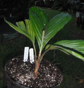 post-1729-0-49390300-1341357231_thumb.jp