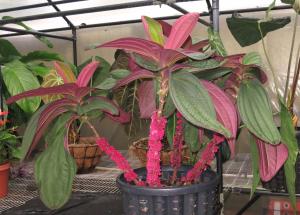 post-1729-0-69657500-1403355277_thumb.jp