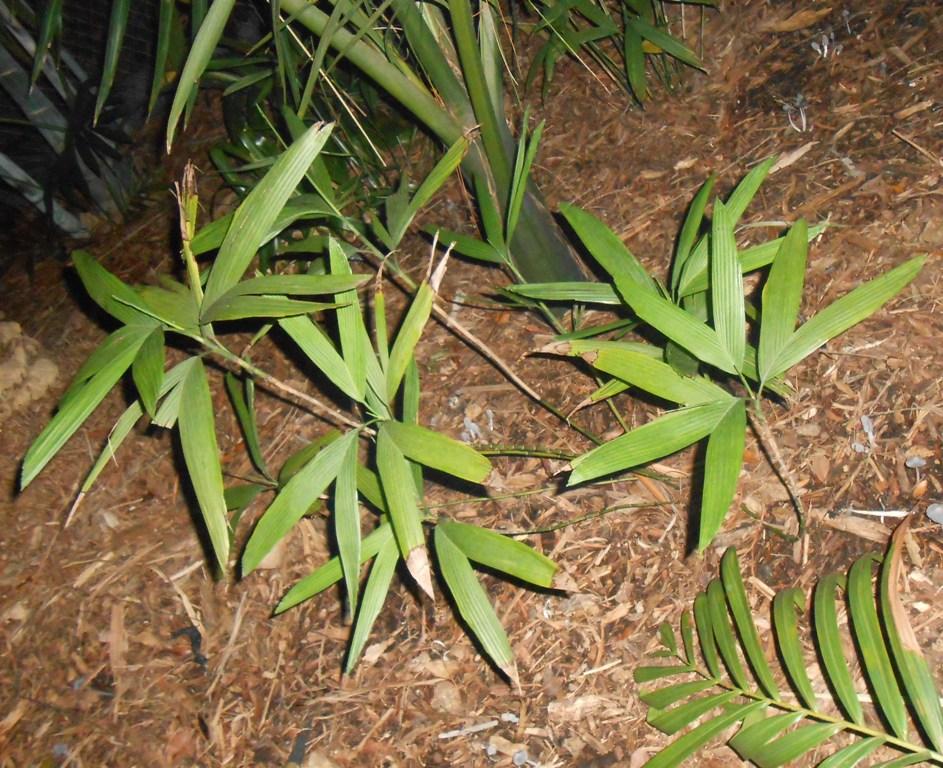 Chamaedorea oblongata DISCUSSING PALM TREES WORLDWIDE PalmTalk