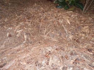 post-1729-0-75457500-1359285391_thumb.jp