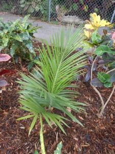 post-1729-0-76479000-1356790631_thumb.jp