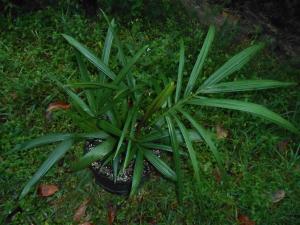 post-1729-0-77806600-1396190920_thumb.jp