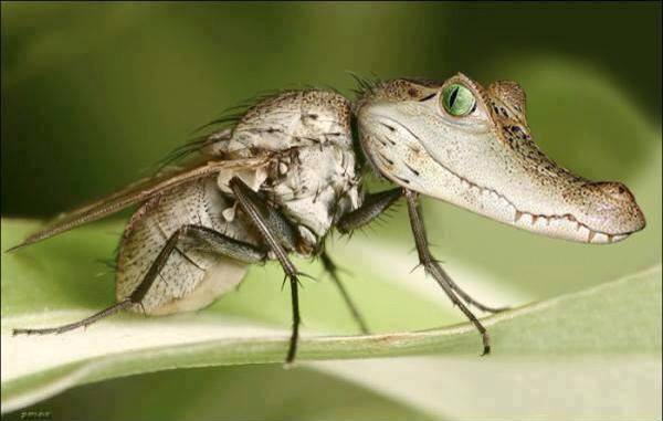 New Hybrid Mosquitoes Discovered in Florida!