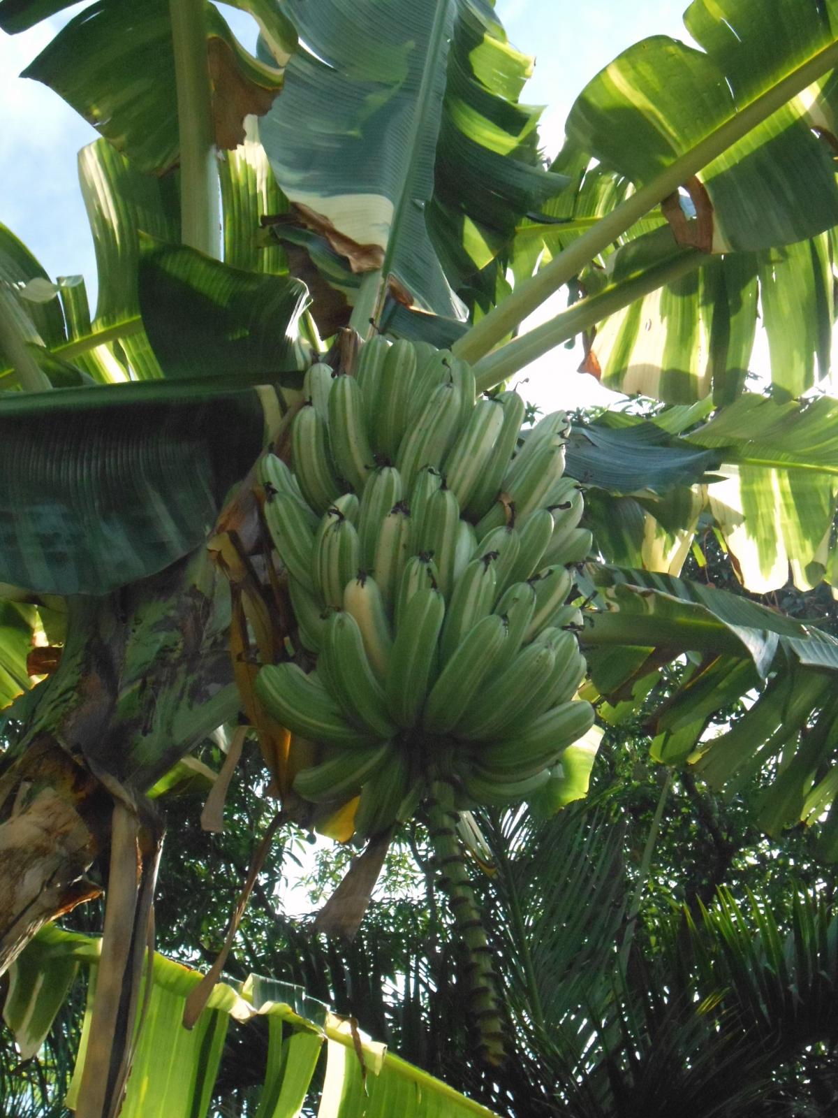 Ready to Harvest