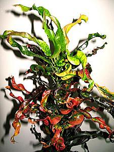 post-1729-009156400 1329985102_thumb.jpg