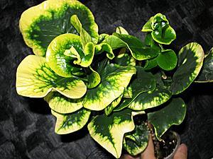 post-1729-016285500 1329743144_thumb.jpg