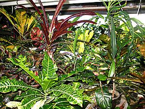 post-1729-021316100 1328730267_thumb.jpg