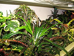 post-1729-026743400 1328730324_thumb.jpg