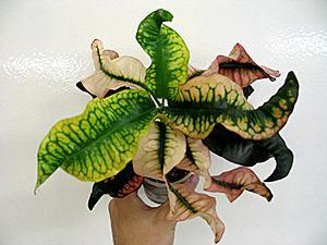 post-1729-044608800 1333362861_thumb.jpg