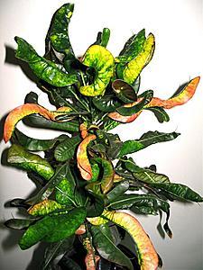 post-1729-050917400 1329742267_thumb.jpg