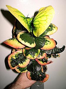 post-1729-055856000 1329985006_thumb.jpg