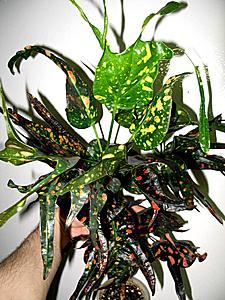 post-1729-056478100 1335696962_thumb.jpg