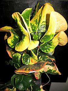 post-1729-068003900 1329742832_thumb.jpg