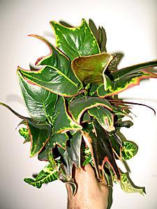 post-1729-075999700 1331373594_thumb.jpg