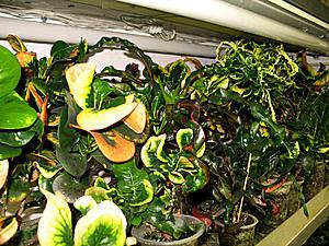 post-1729-093070000 1328730609_thumb.jpg