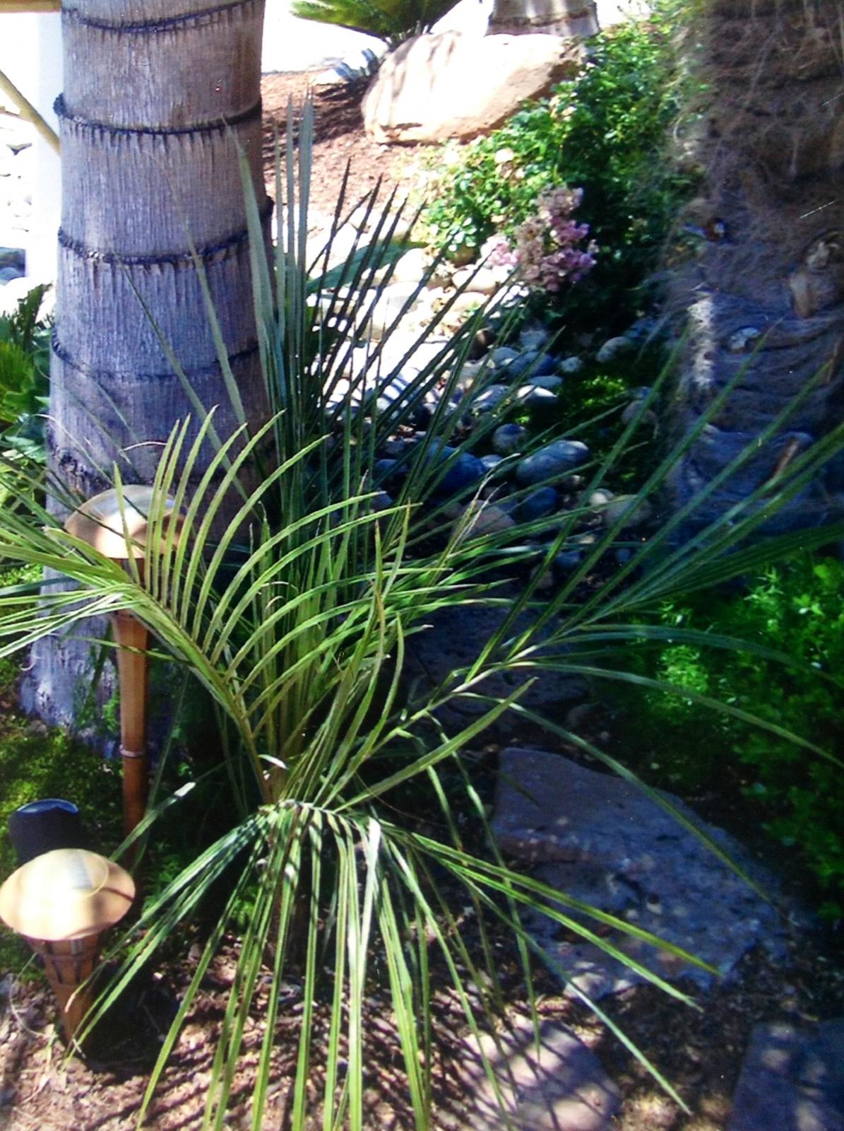 A Tale of Two Parajubaea...Six Year Progression
