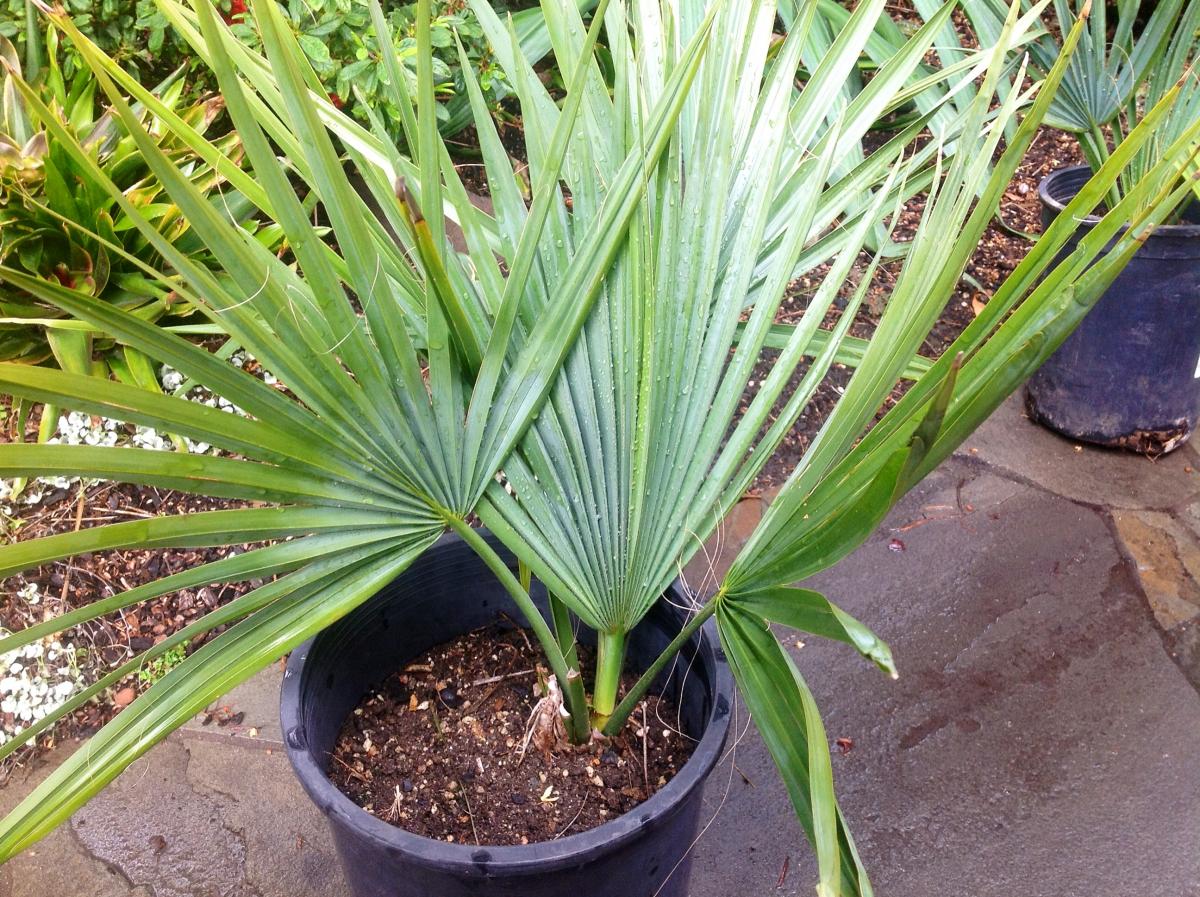 Please Id These Newly Purchased Sabal Palms Discussing Palm Trees