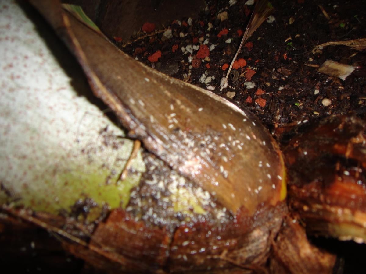 Please Identify Insects On Hedyscepe