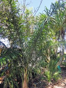 post-1824-0-01103900-1349809497_thumb.jp